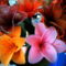harisnyaviragok-nylon flower 27