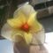 harisnyaviragok-nylon flower 7