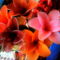 harisnyaviragok-nylon flower 9
