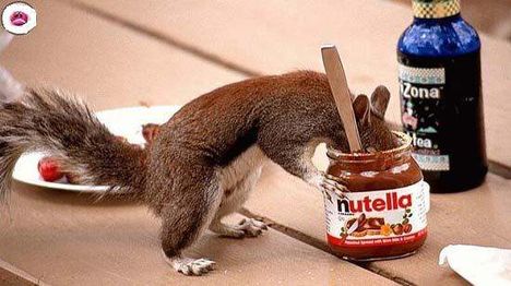 Éhes mókus