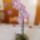 gyöngy orchidea
