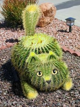 kaktuszcica