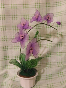 lila orchidea
