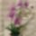 Lila_orchidea-002_1644112_3813_t