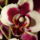 Orchidea1_1644537_4109_t