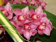 orchideák 11