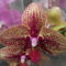 orchideák 14