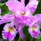 orchideák 15