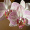 orchideák 17