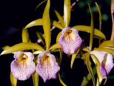 orchideák 19