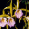 orchideák 19