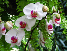 orchideák 20