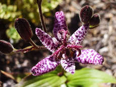 orchideák 21