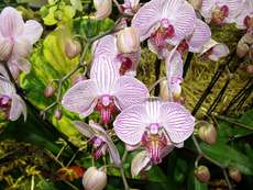 orchideák 22