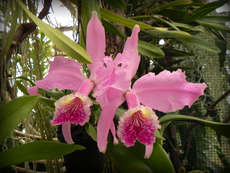 orchideák 23