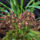 Orchideak_3_1644455_7722_t