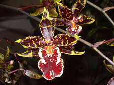 orchideák 5