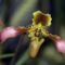 orchideák 7