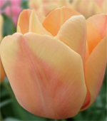 TulipánApricotFox