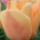 Tulipanapricotfox_1644476_1418_t