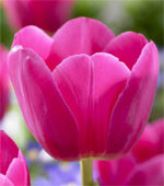 tulipánBarcelona