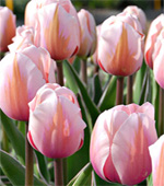 tulipánSweetLove