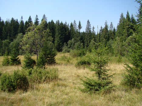 Hargita megye természetvédelmi területei 