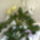 Kesulodes_husvetra_2_1646030_3793_t