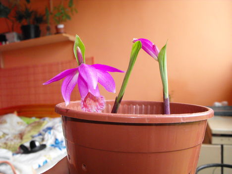 Kinyílt az első idei tibeti orchideám 1