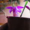 Kinyílt az első idei tibeti orchideám 3