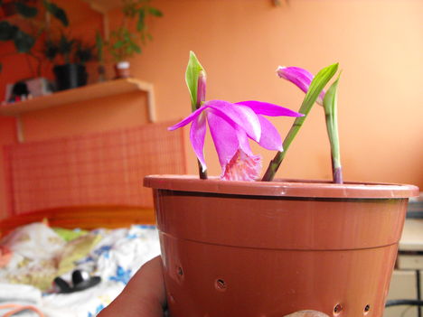 Kinyílt az első idei tibeti orchideám 4