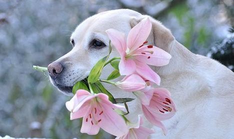 Kutya virággal