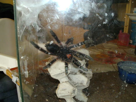 avicularia versicolor