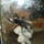 Avicularia_versicolor_1649233_1858_t