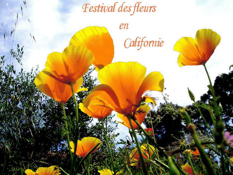 Festival_des_fleurs en Californie 