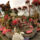 Festival_des_fleurs_en_californie-011_1649729_1244_t