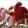 Festival_des_fleurs_en_californie_1649704_8660_t