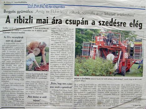 A ribizli.  Kisalföld, 2005.07