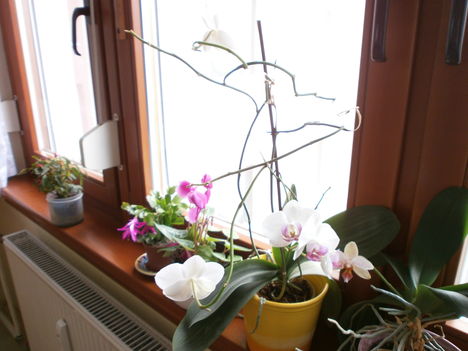 Karácsonyi kaktusz,orchidea,ciklámen  az ablakba