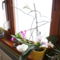 Karácsonyi kaktusz,orchidea,ciklámen  az ablakba