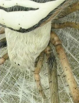 nagy-nagy szőrös pók