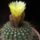 Notocactus_caespitosus_1604145_3358_t