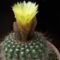  Notocactus caespitosus