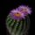 Notocactus_roseiflorus_1604518_7036_t