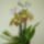 Orchidea_164473_84117_t