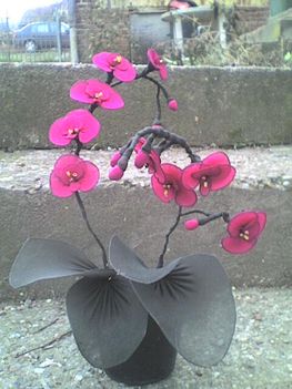 Orchidea udvaron fotózva