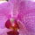 Orchideaim_3_1064509_6605_t