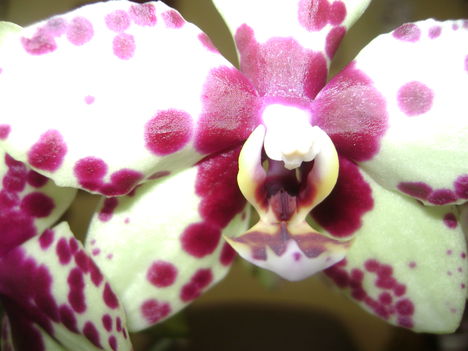 Orchideáim 7