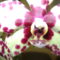 Orchideáim 7
