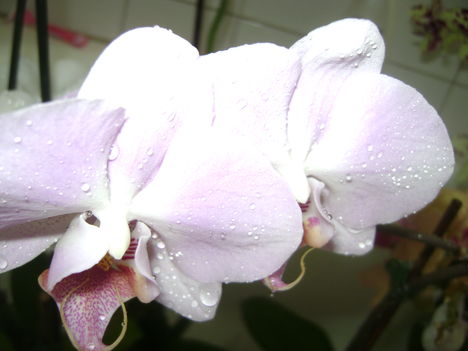 Orchideáim 8